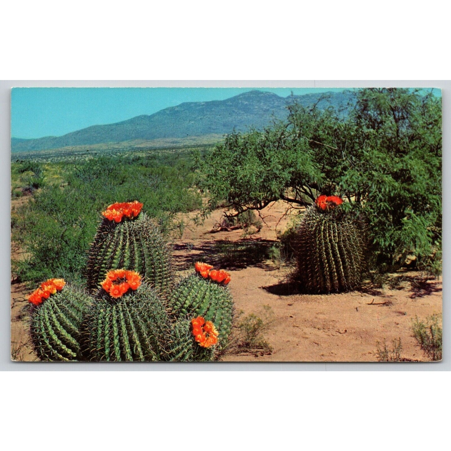 Postcard Barrel Cactus On The Desert UNP A27