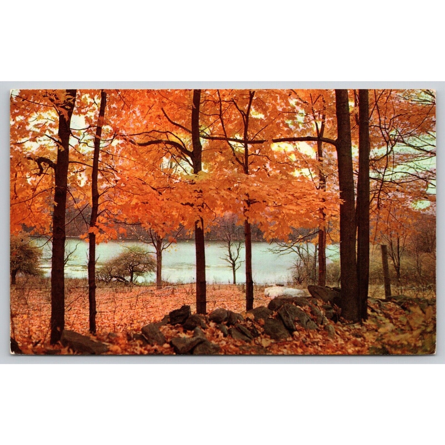 Postcard Beautiful Autumn Scene UNP C9