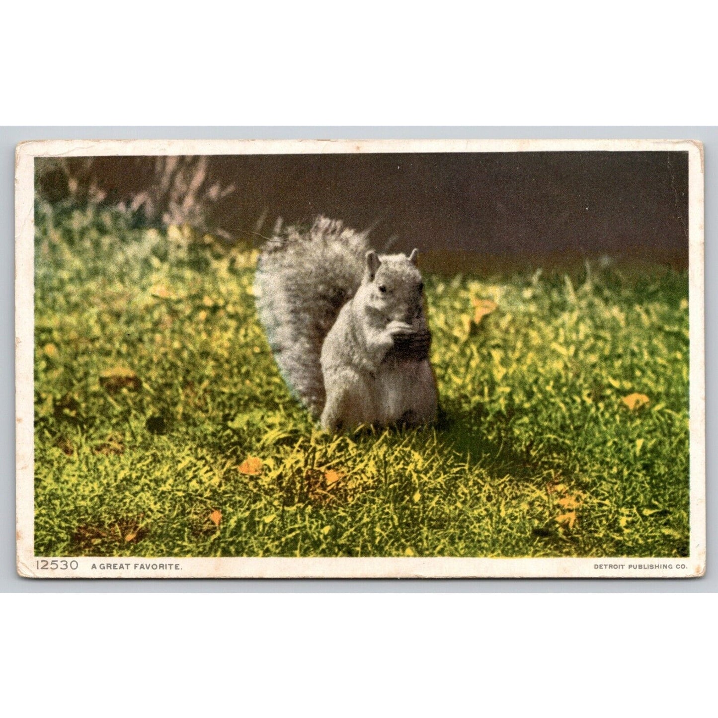 Postcard A Great Favorite Grey Squirrel Eating A Nut Detroit Publishing Co DB A5