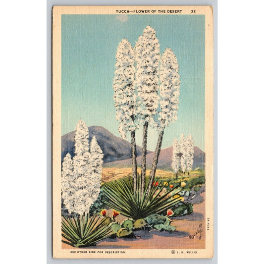 Postcard Yucca Flower Of The Desert Linen A13