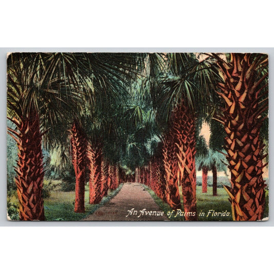 Postcard AN Avenue Of Palms In Florida WB A24