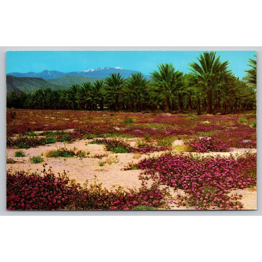 Postcard CA Coachella Valley Wild Flowers Date Gardens Snow Capped Mountains C6