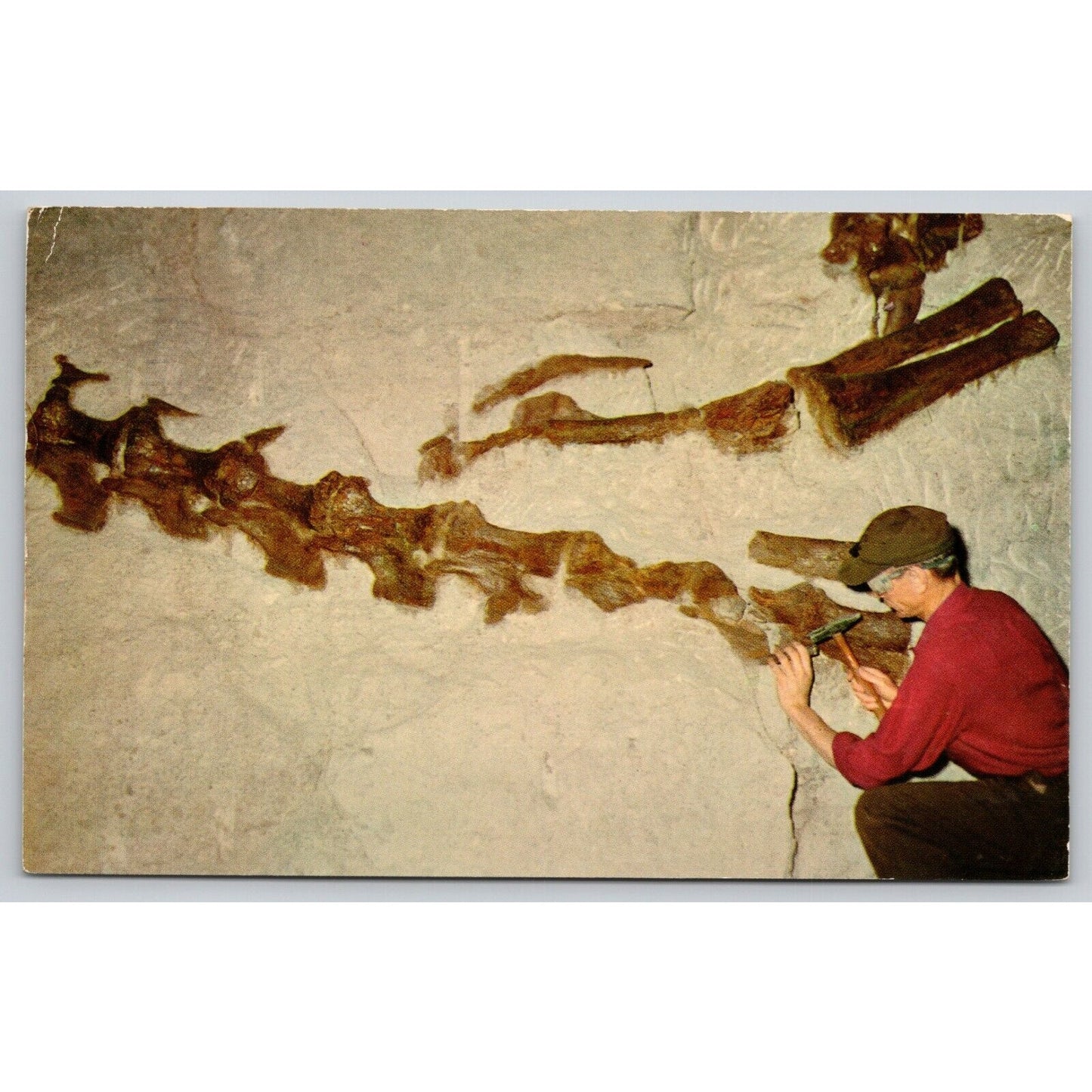 Postcard UT Jensen Dinosaur Bones