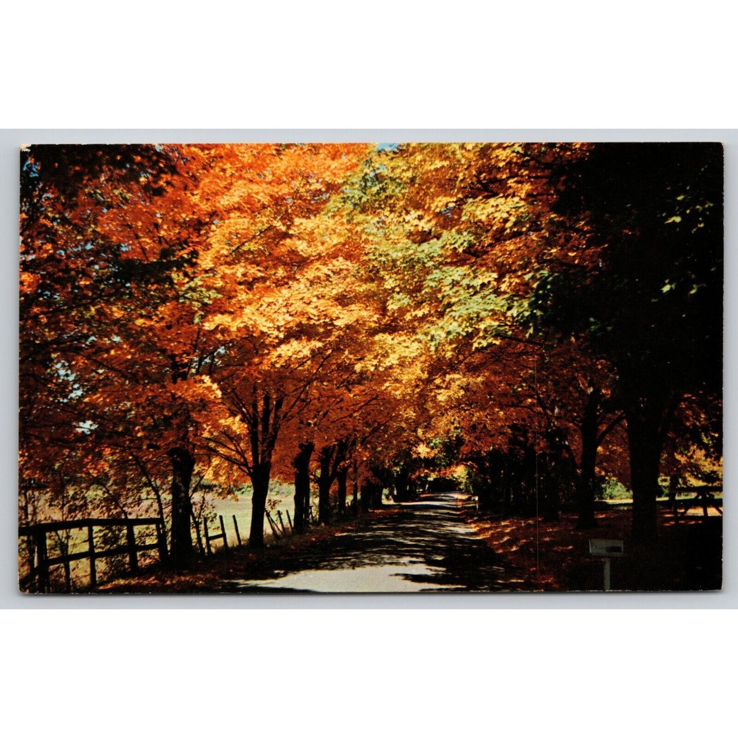 Postcard Autumn Scene Chrome UNP A9