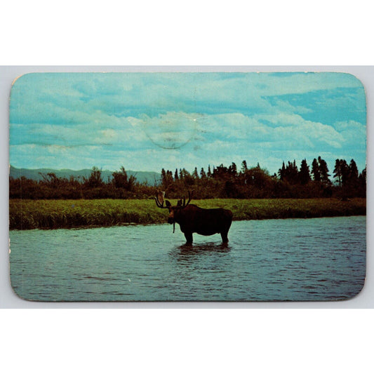 Postcard Bull Moose In A Mountain Stream