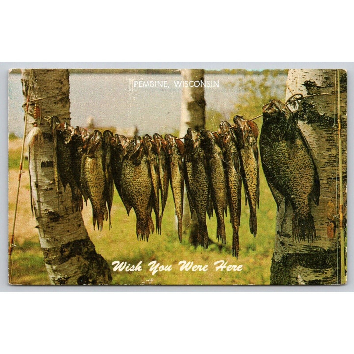 Postcard WI Pembine Wish You Were Here The Fishin's Good UNP A24