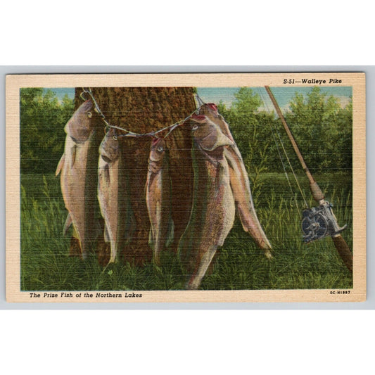 Postcard Walleye Pike The Prize Fish Of The Northern Lakes 14031