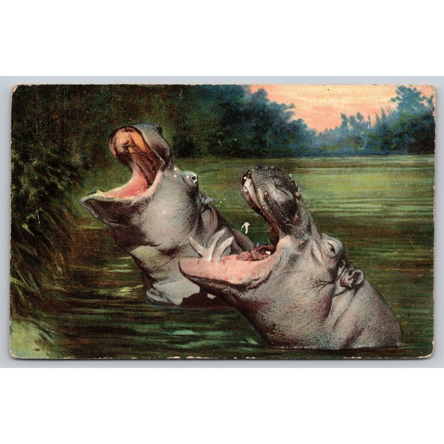 Postcard A Couple Of Hippos In The Water