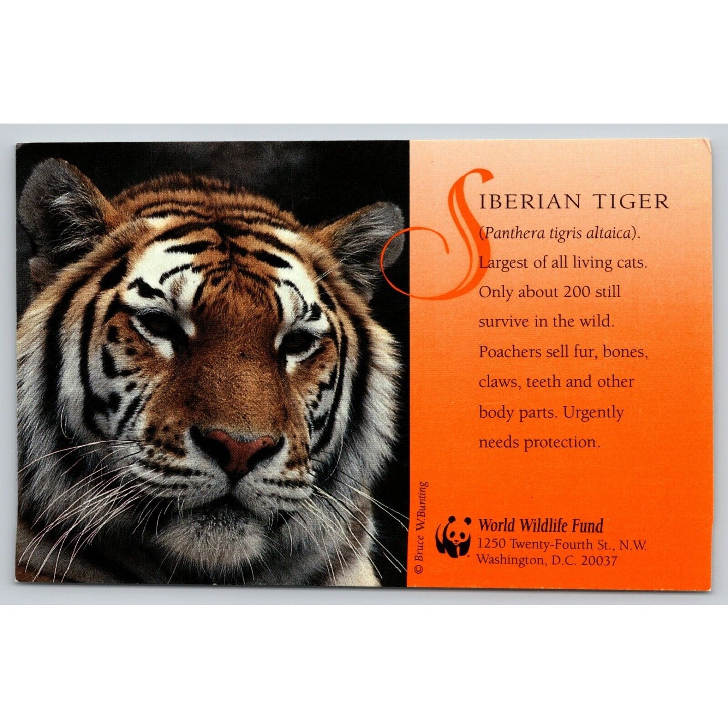 Postcard Washington D.C. World Wildlife Fund Siberian Tiger UNP B28