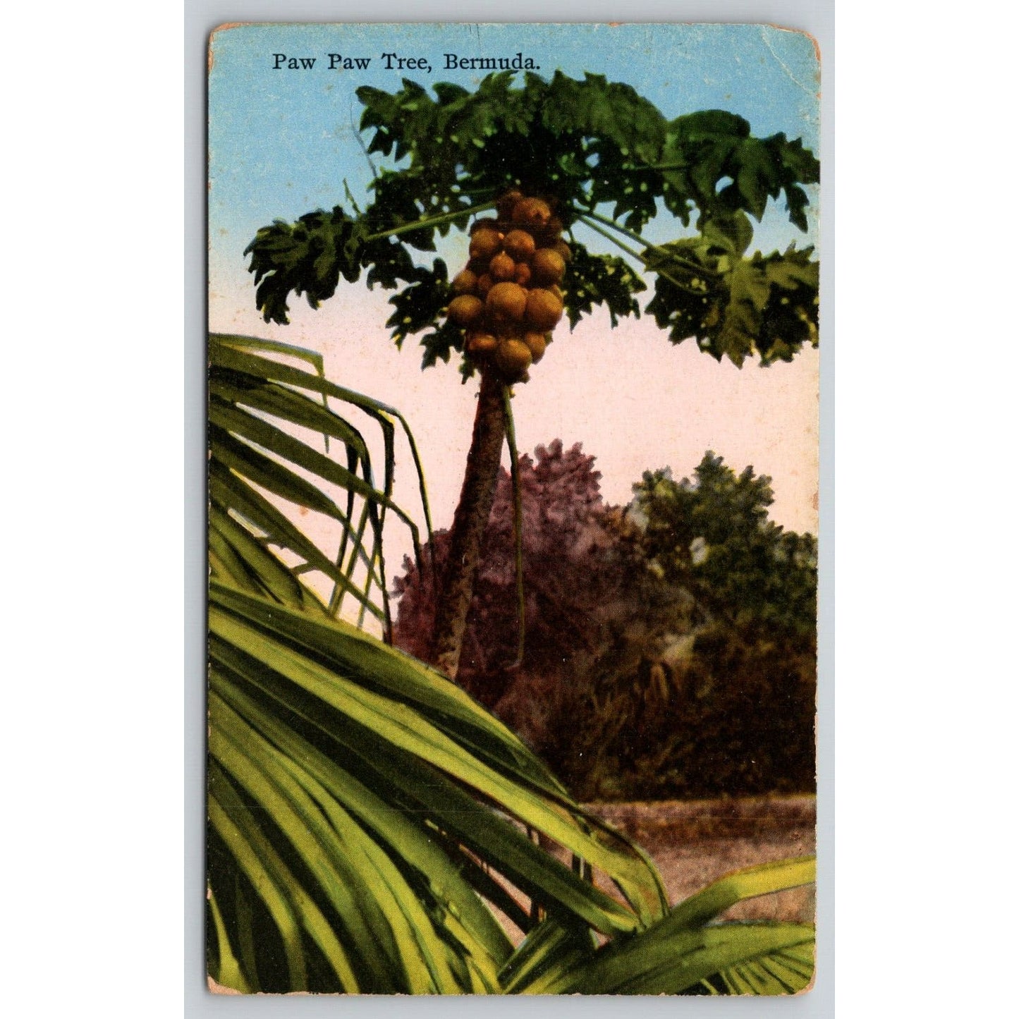 Postcard Bermuda Paw Paw Tree DB UNP A7