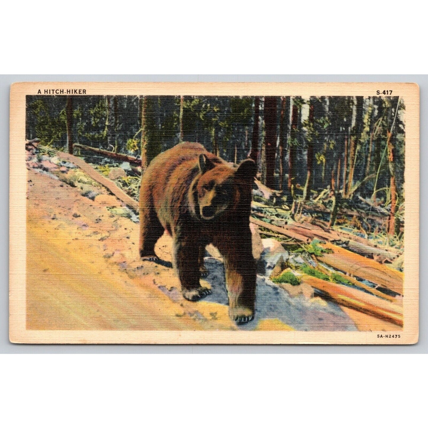 Postcard Brown Bear Walking Down Road Linen UNP A1