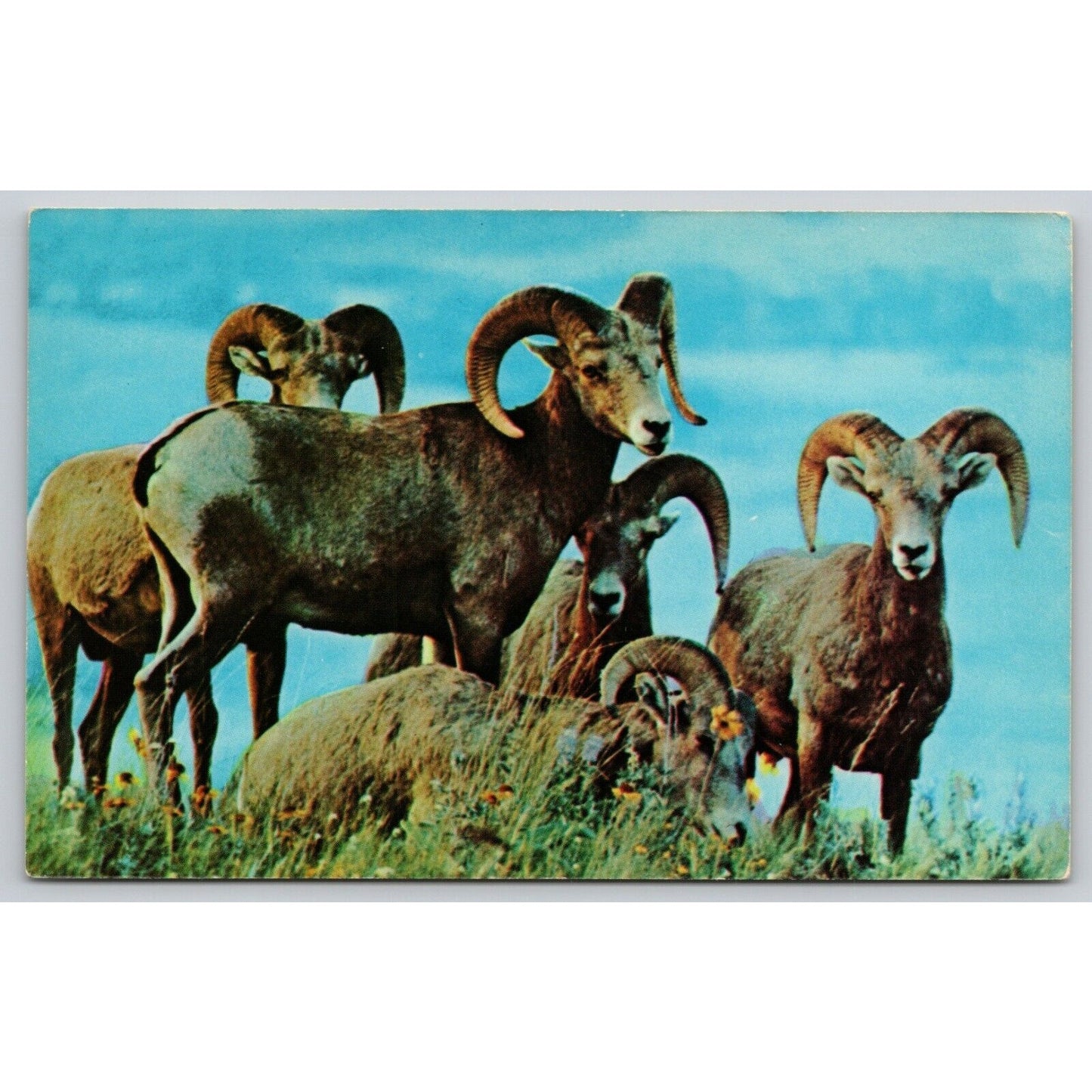 Postcard Bighorn Sheep Of The Rocky Mountains