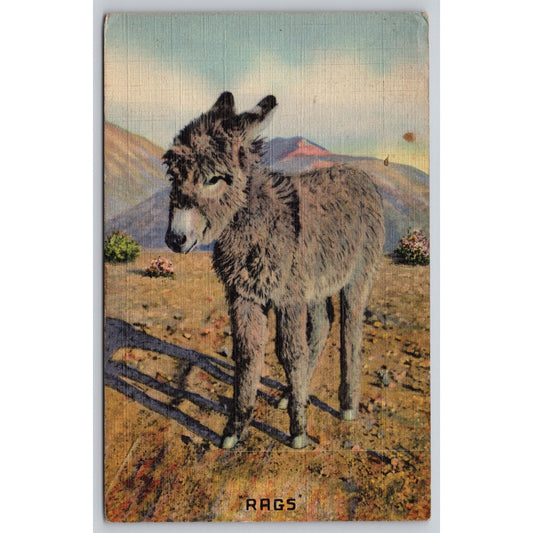 Postcard Baby Burro I Want My Mama Linen A1