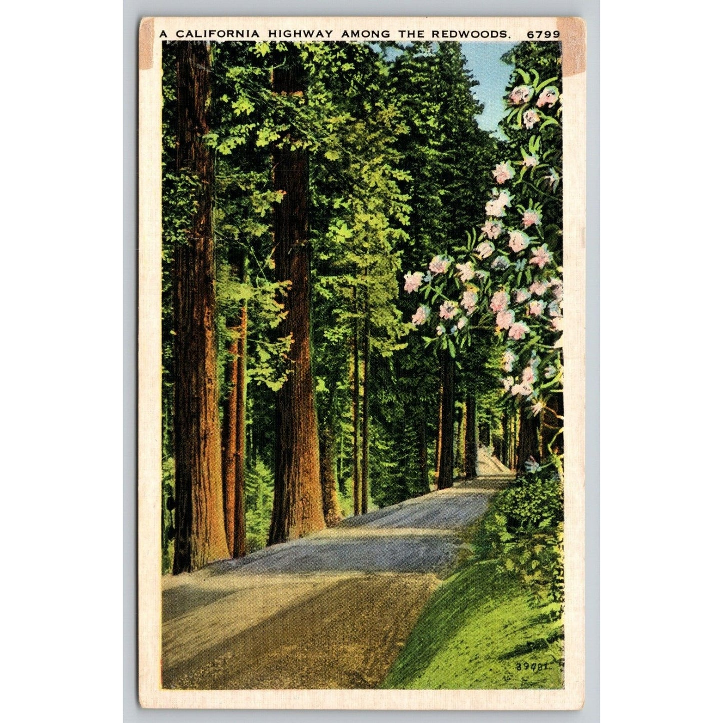 Postcard A California Highway Among The Redwoods