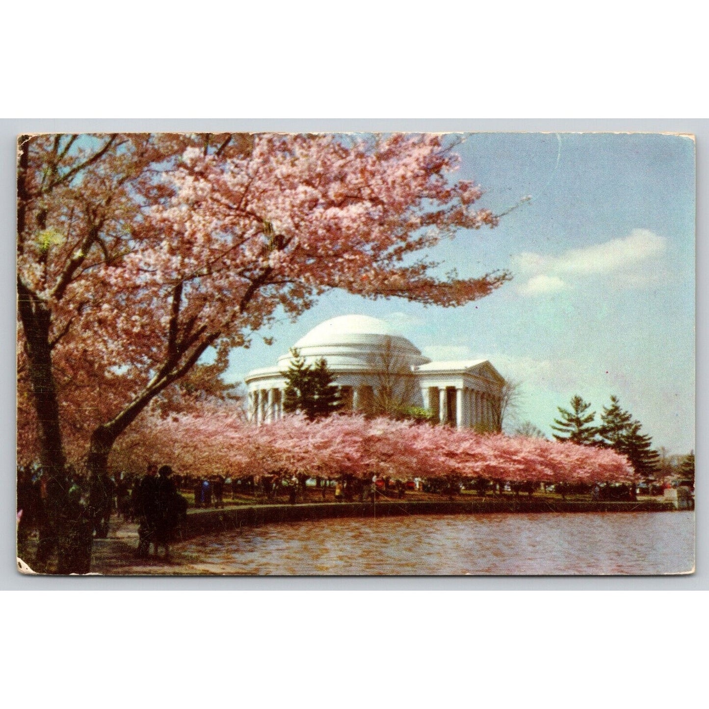 Postcard Washington D.C. Jefferson Memorial Cherry Trees