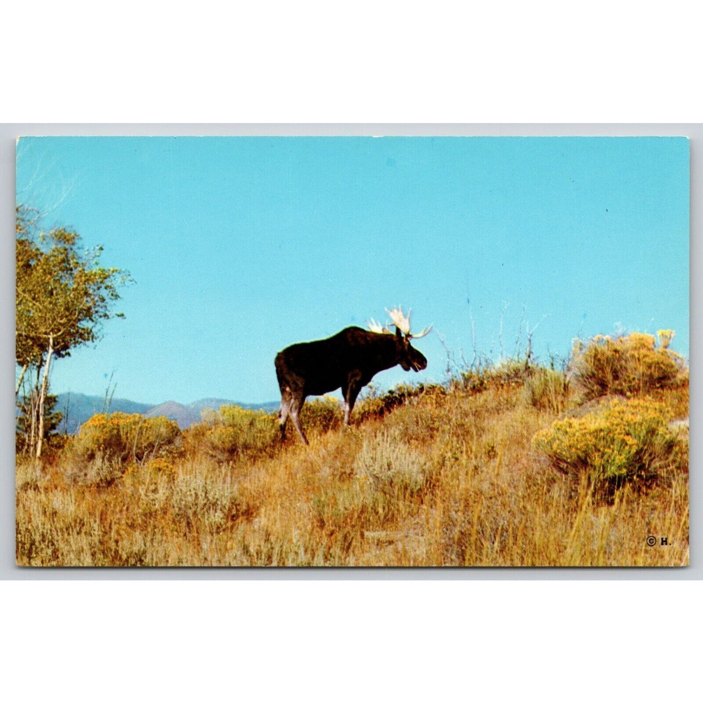 Postcard Yellowstone National Park Moose Bull On The Slope Of Mount Washburn