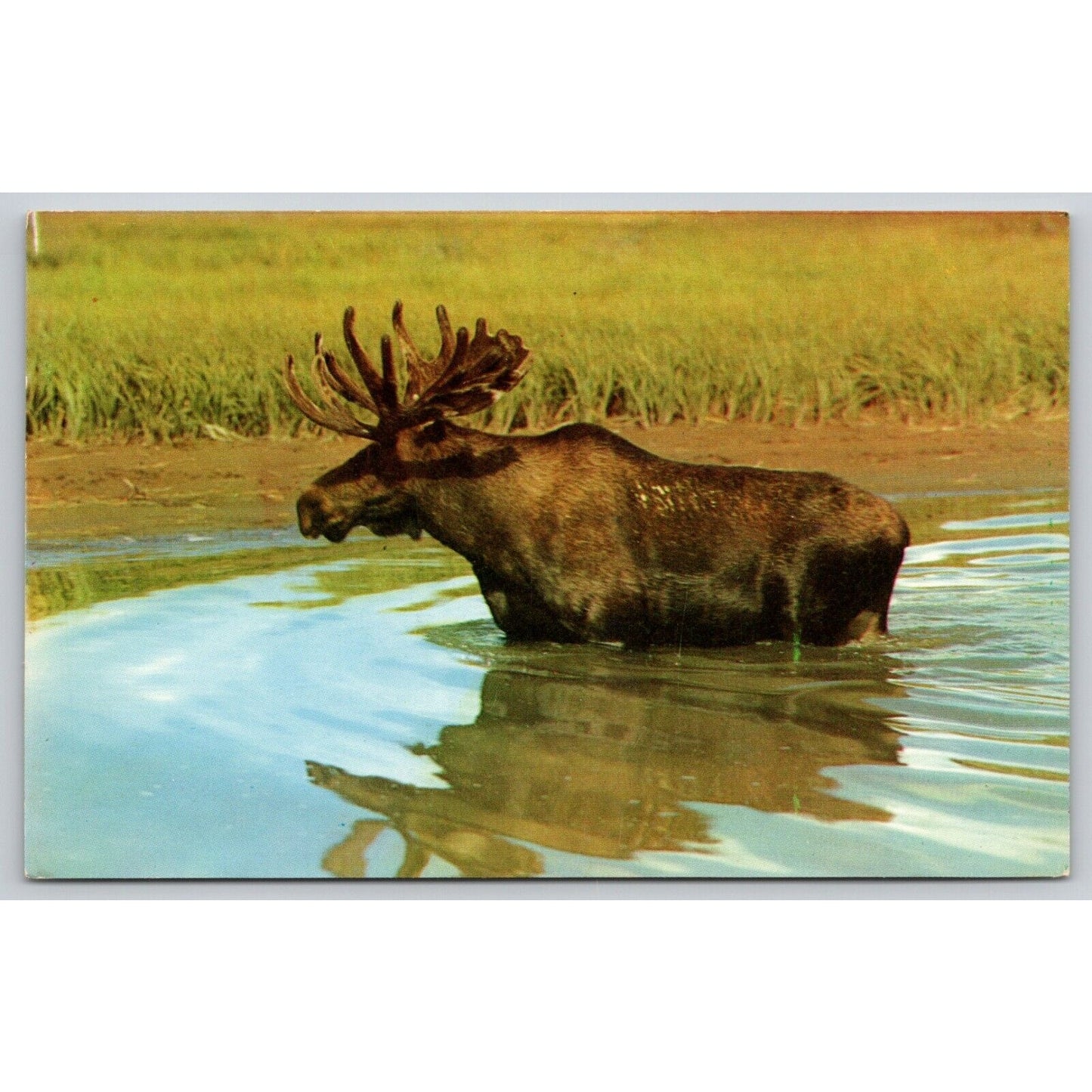 Postcard Bull Moose In Water