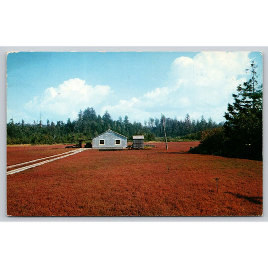 Postcard WA Grayland And Long Beach Area Cranberry Bog UNP B17