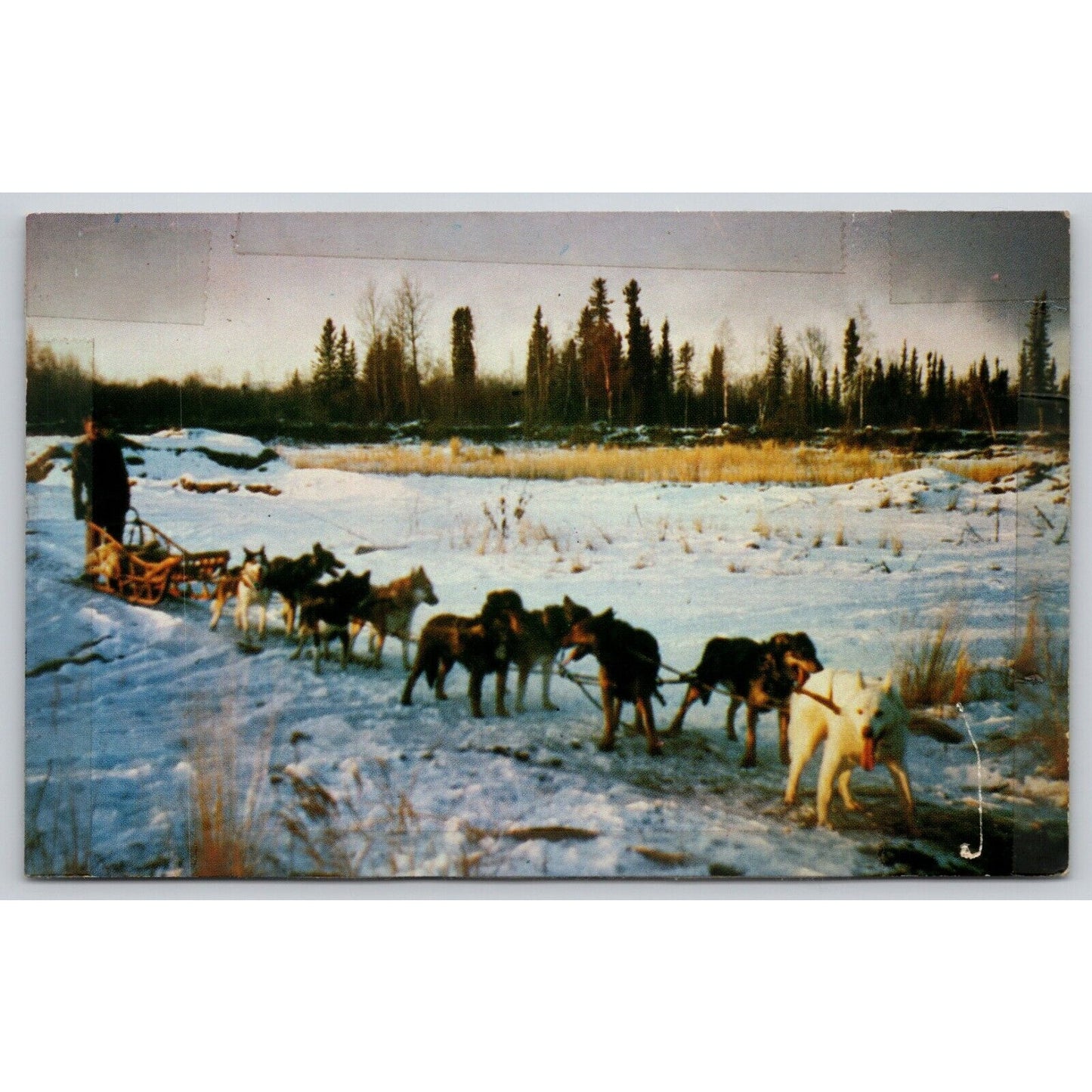 Postcard AK Alaskan Dog Team UNP B16