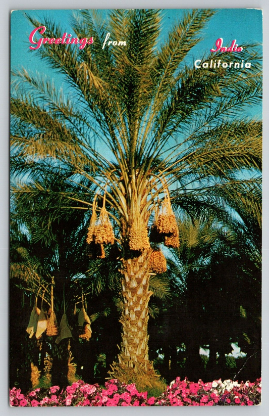 Postcard CA Indio Greetings From Indio California Date Palms