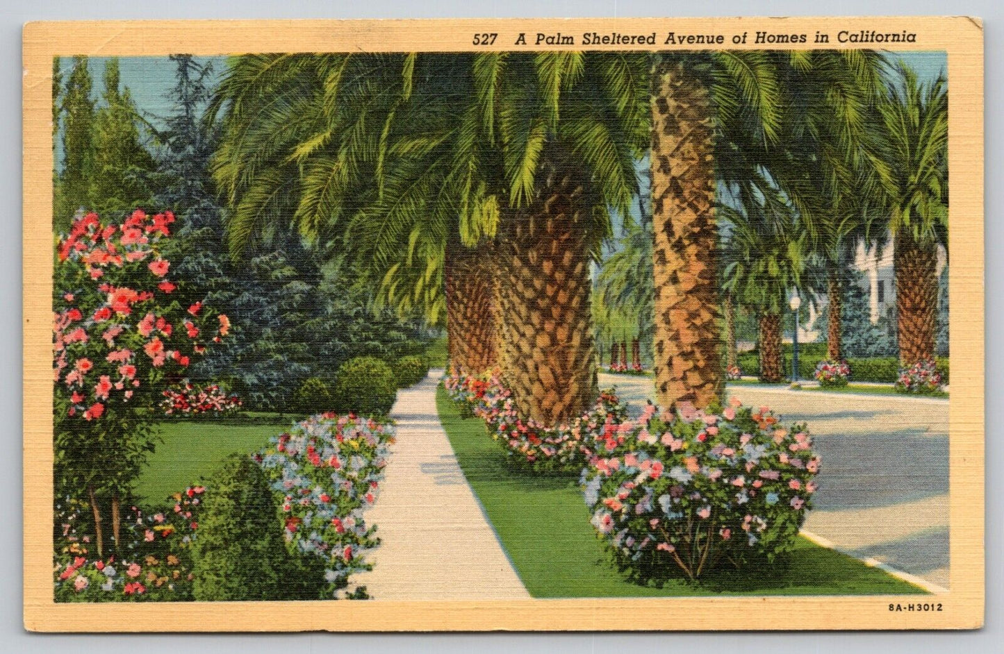 Postcard CA A Palm Sheltered Avenue Of Homes