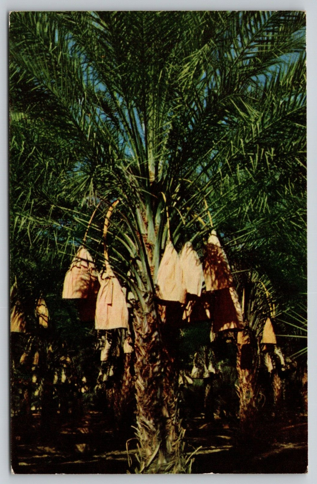 Postcard CA Indio Paper Bags Around Dates