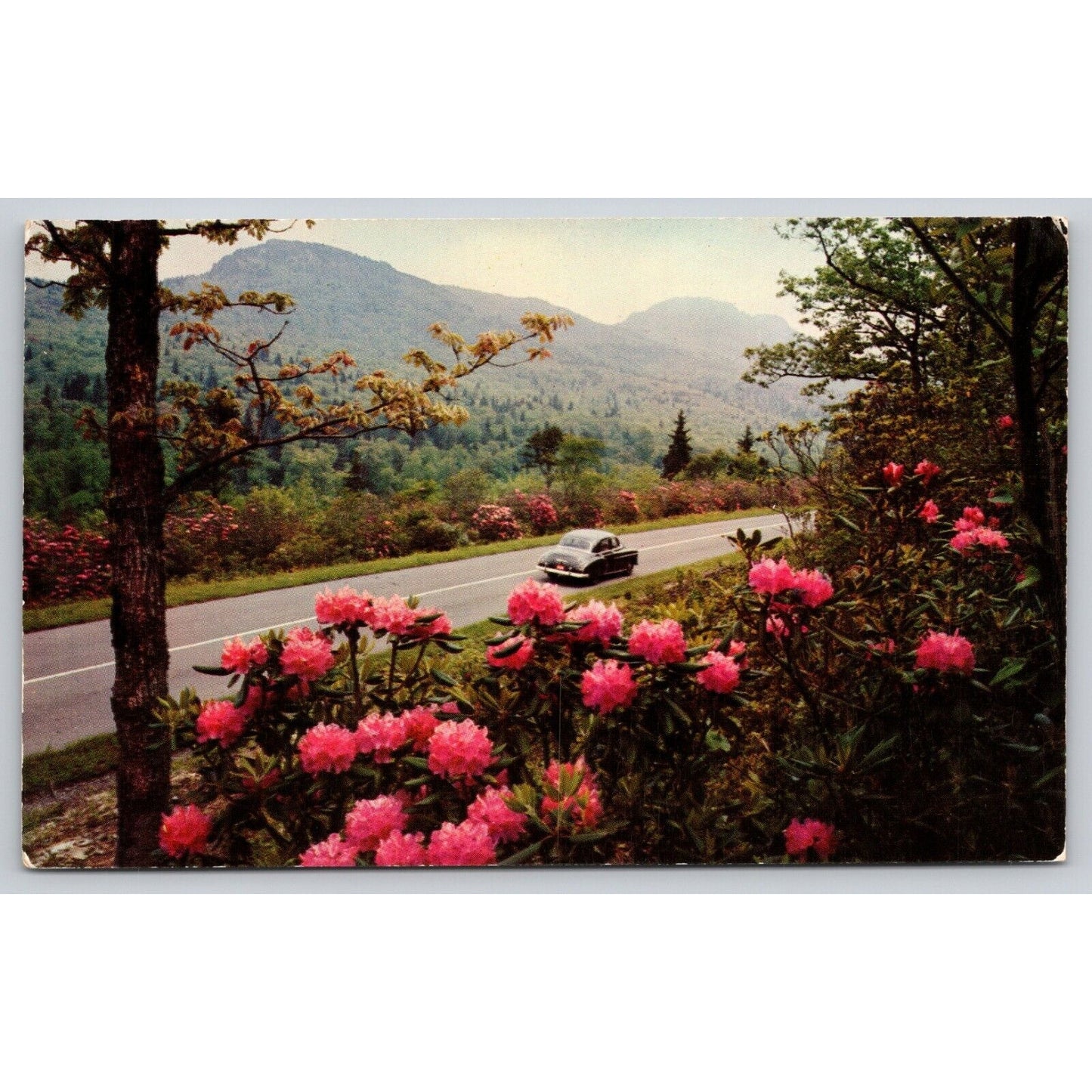 Postcard Washington Hood Canal Rhododendron Blooms UNP B30