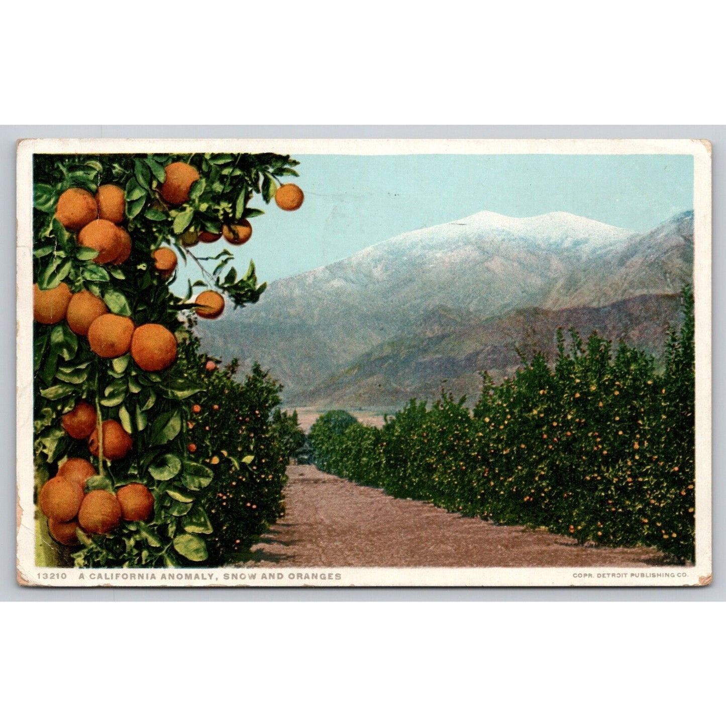 Postcard CA A California Anomaly Snow And Oranges