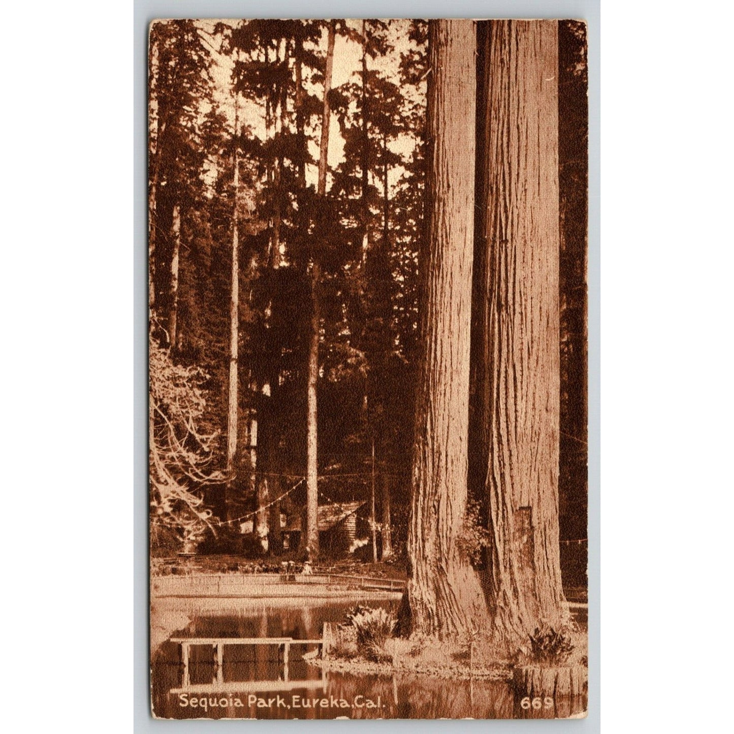 Postcard CA Eureka Sequoia Park On The Road Of A Thousand Wonders