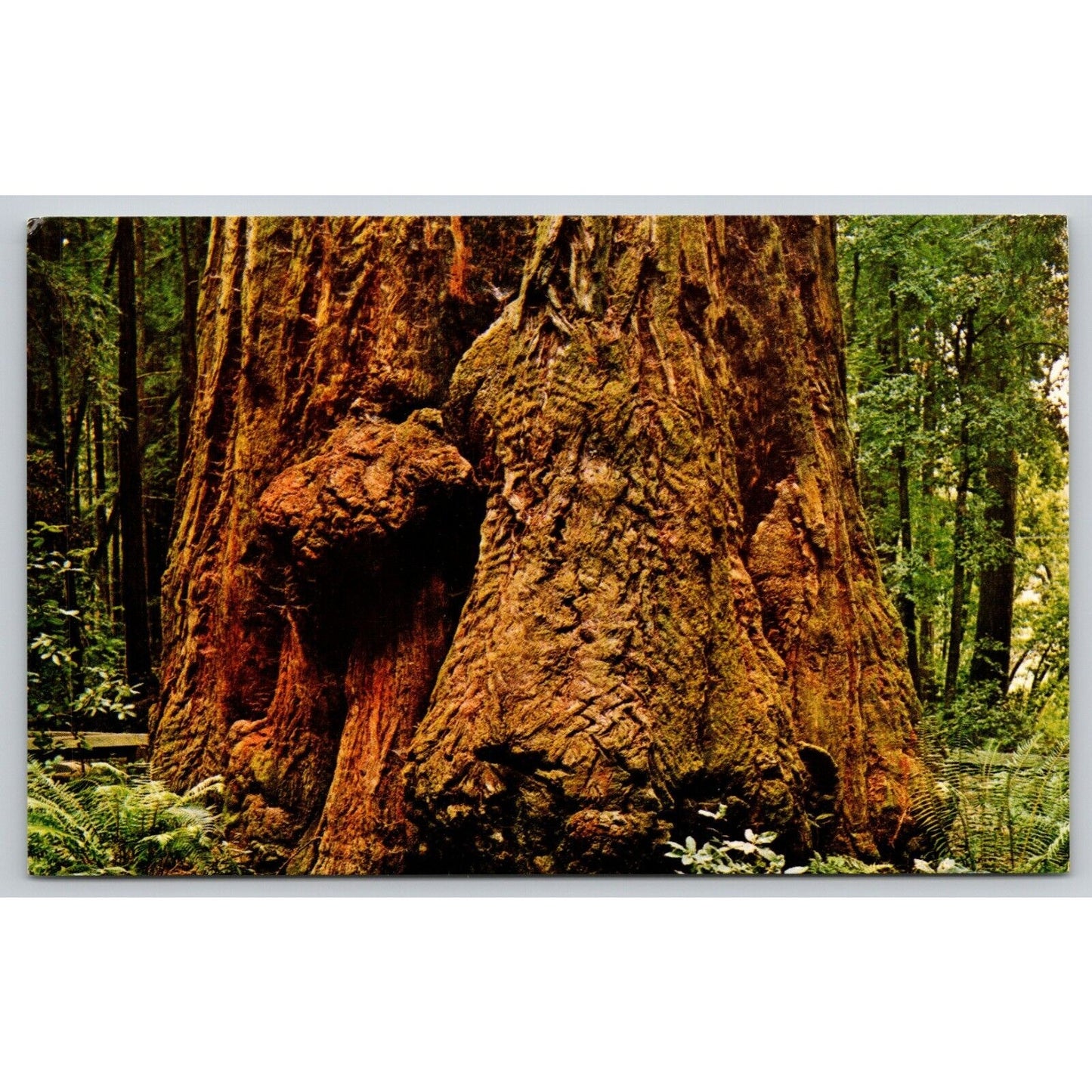 Postcard CA Felton Henry Cowell State Park Giant Tree UNP A17