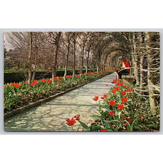 Postcard VA Williamsburg Tulips At Palace A9