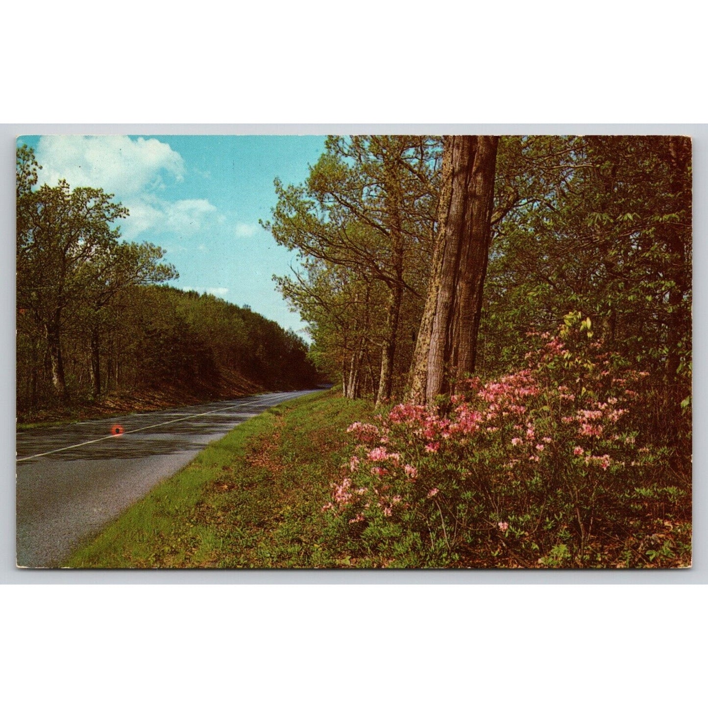 Postcard Azaleas In Bloom UNP C9