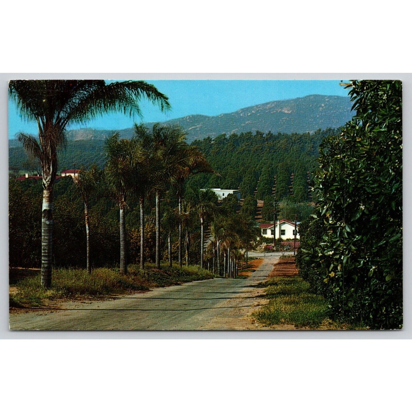 Postcard CA Avocados Oranges And palm Trees Southern California