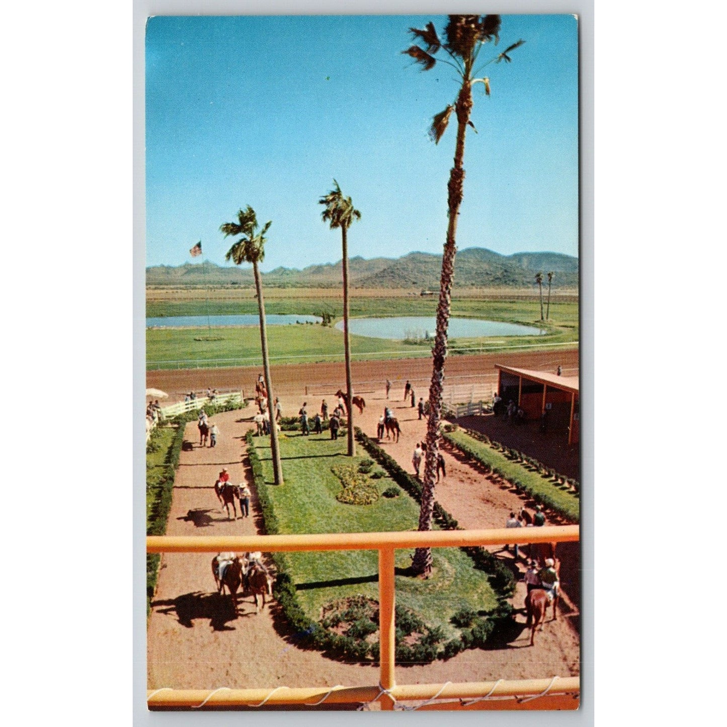 Postcard AZ Phoenix Turf Paradise Horse Racing Chrome UNP A14