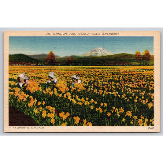 Postcard WA Puyallup Valley Picking Daffodils Linen A1