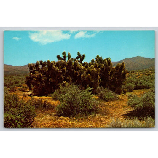 Postcard CA Desert Country UNP A27