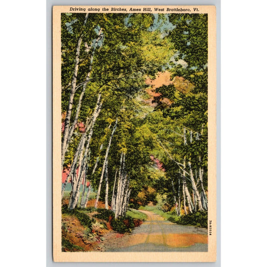 Postcard VT West Brattleboro Driving Along The Birches Ames Hill Linen UNP A3