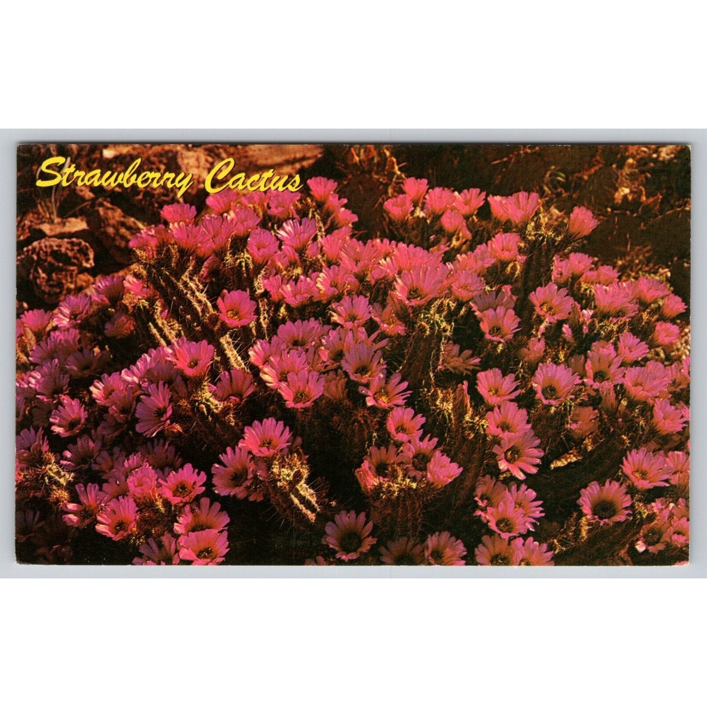 PostcardStrawberry Cactus Chrome UNP A1