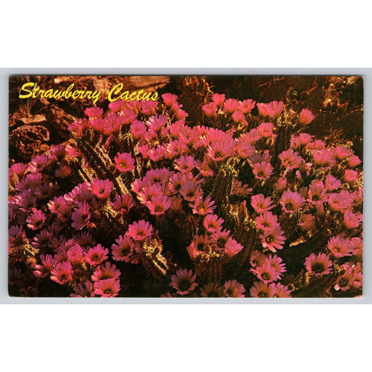 PostcardStrawberry Cactus Chrome UNP A1