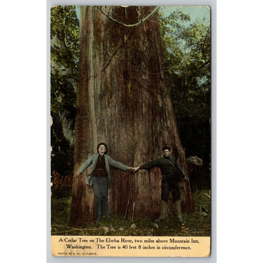 Postcard WA Mountain Inn A Cedar Tree On The Elwha River