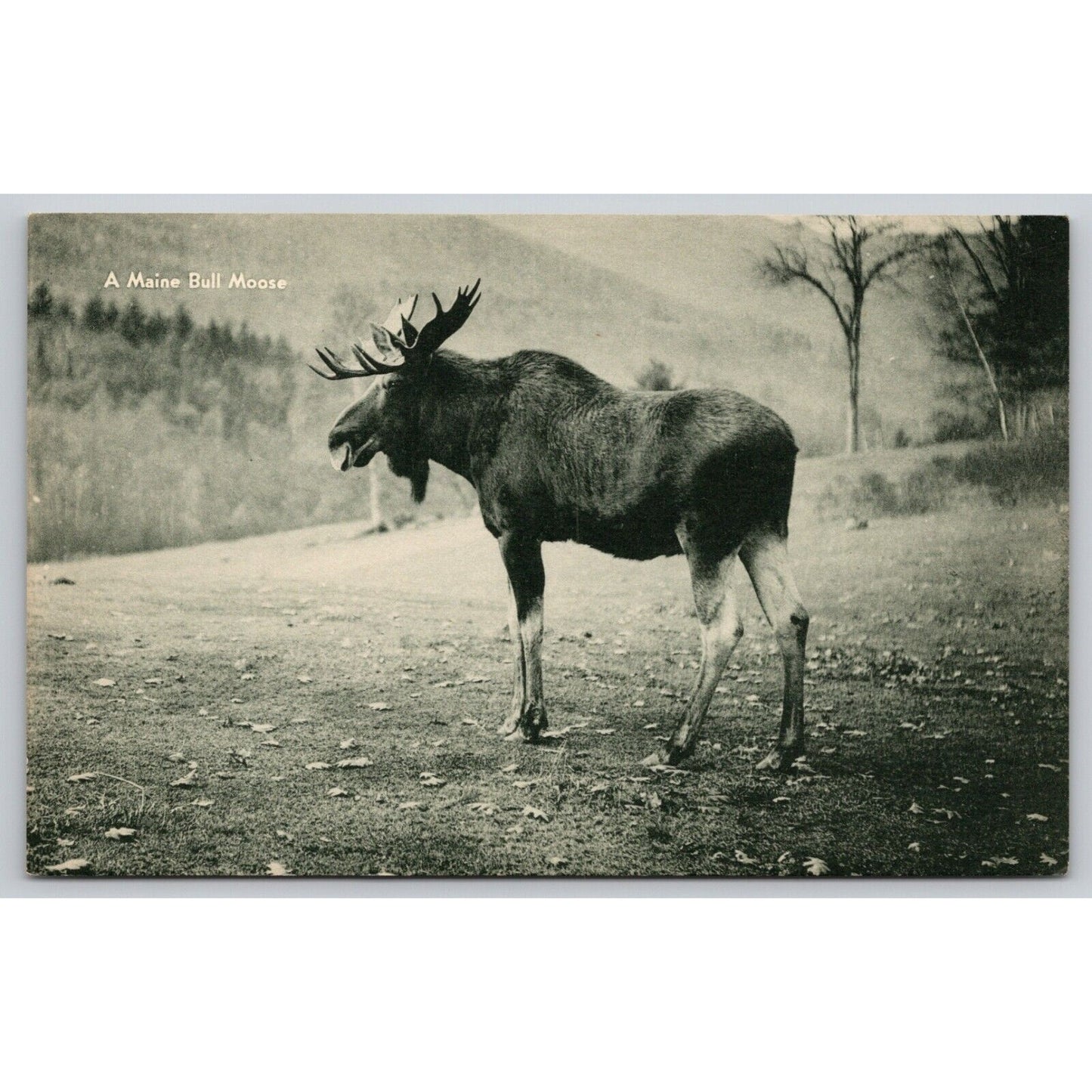 Postcard A Maine Bull Moose Chrome UNP A3