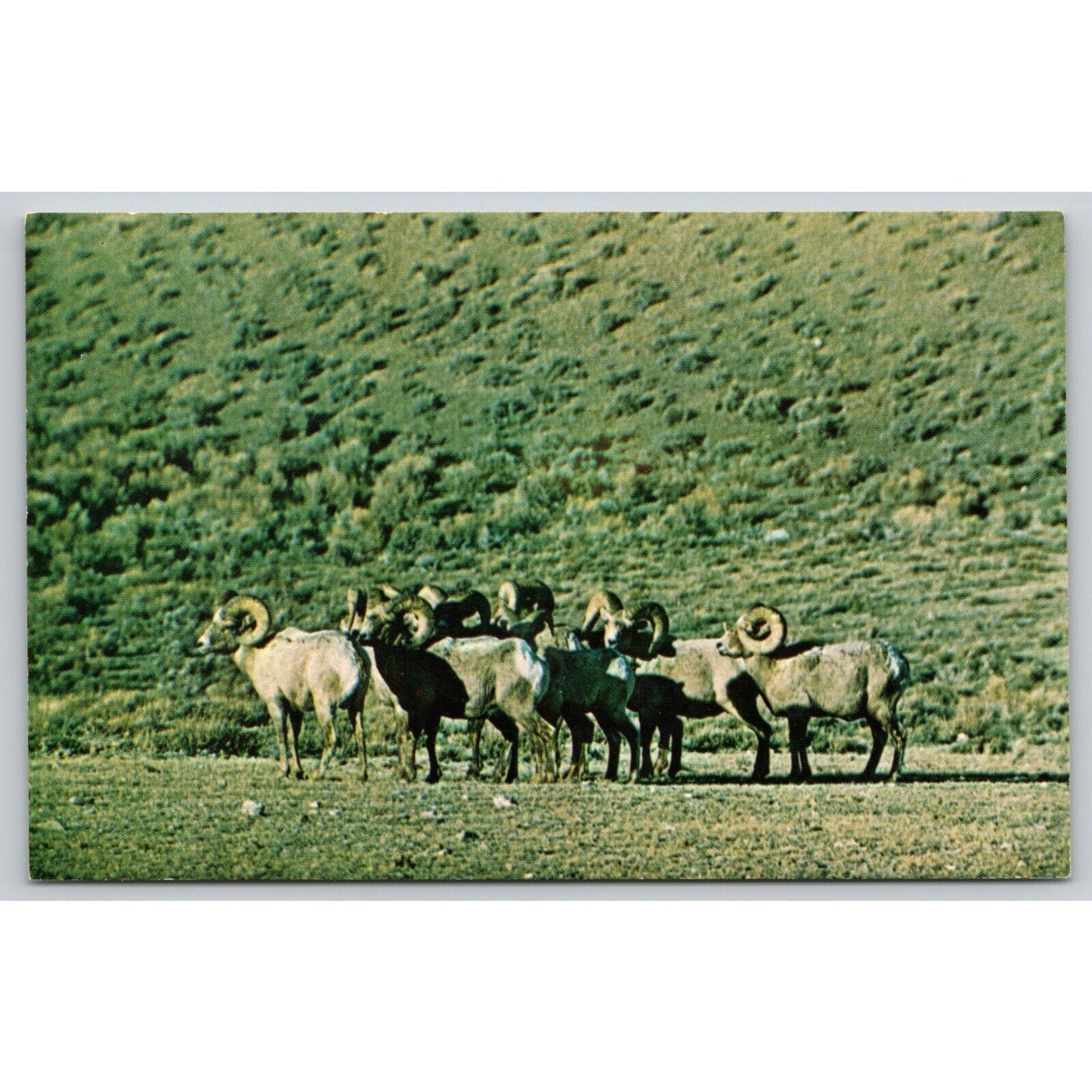 Postcard Wyoming Big Horn Rams UNP B13