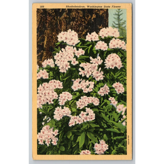 Postcard WA Washington State Flower Rhododendron