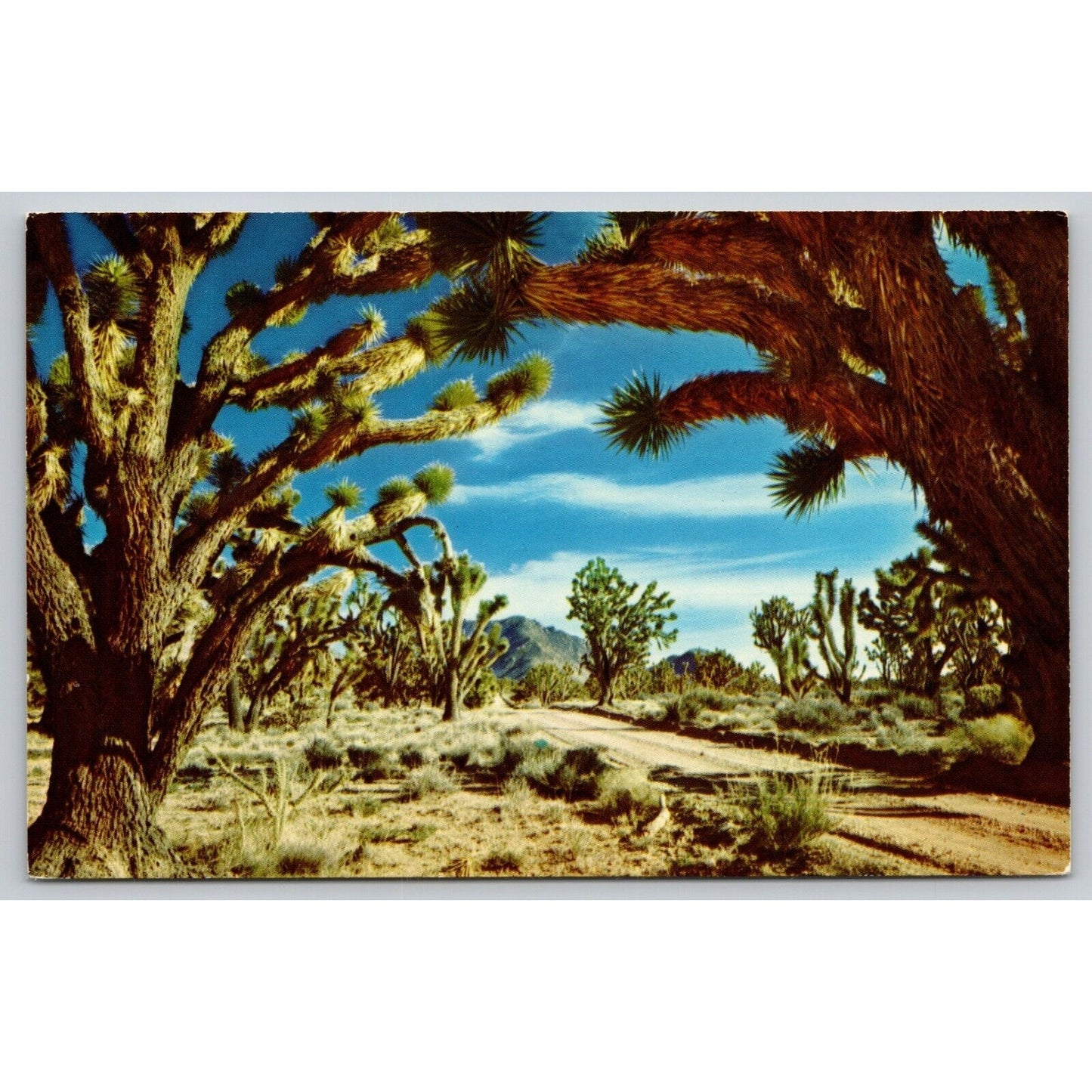 Postcard AZ Joshua Tree Forest