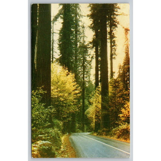 Postcard CA California Redwood Highway In Autumn Redwood Empire