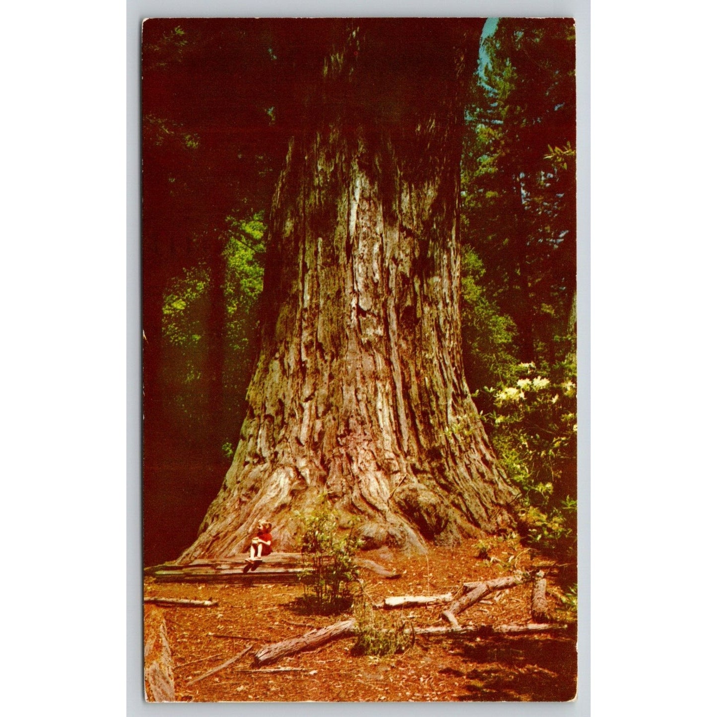 Postcard CA Big Basin Father Of The Forest Tree Big Basin Redwood State Park