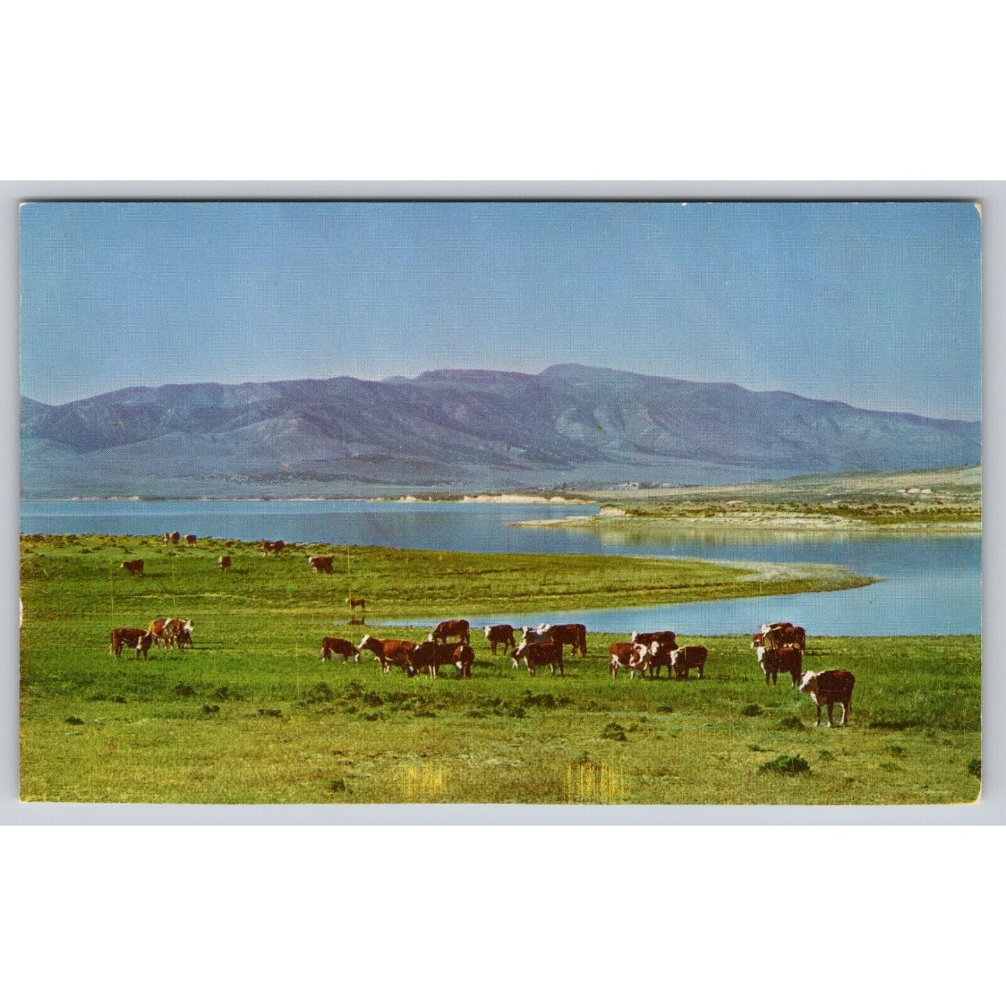 Postcard Utah Cattle On The Range Chrome UNP A9