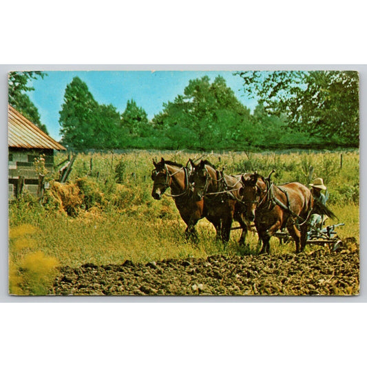 Postcard Amish Man Plowing With A Three-Horse Team