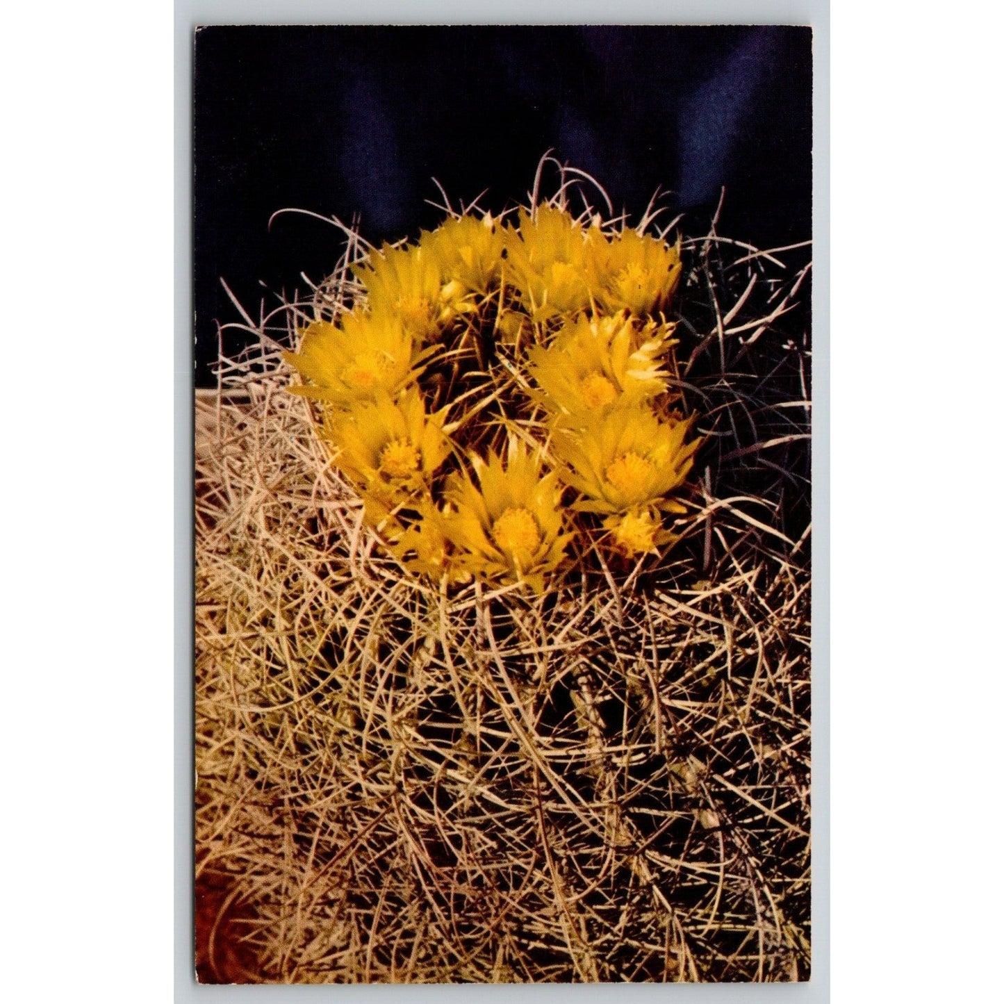 Postcard Barrel Cactus Blooming In The California Desert