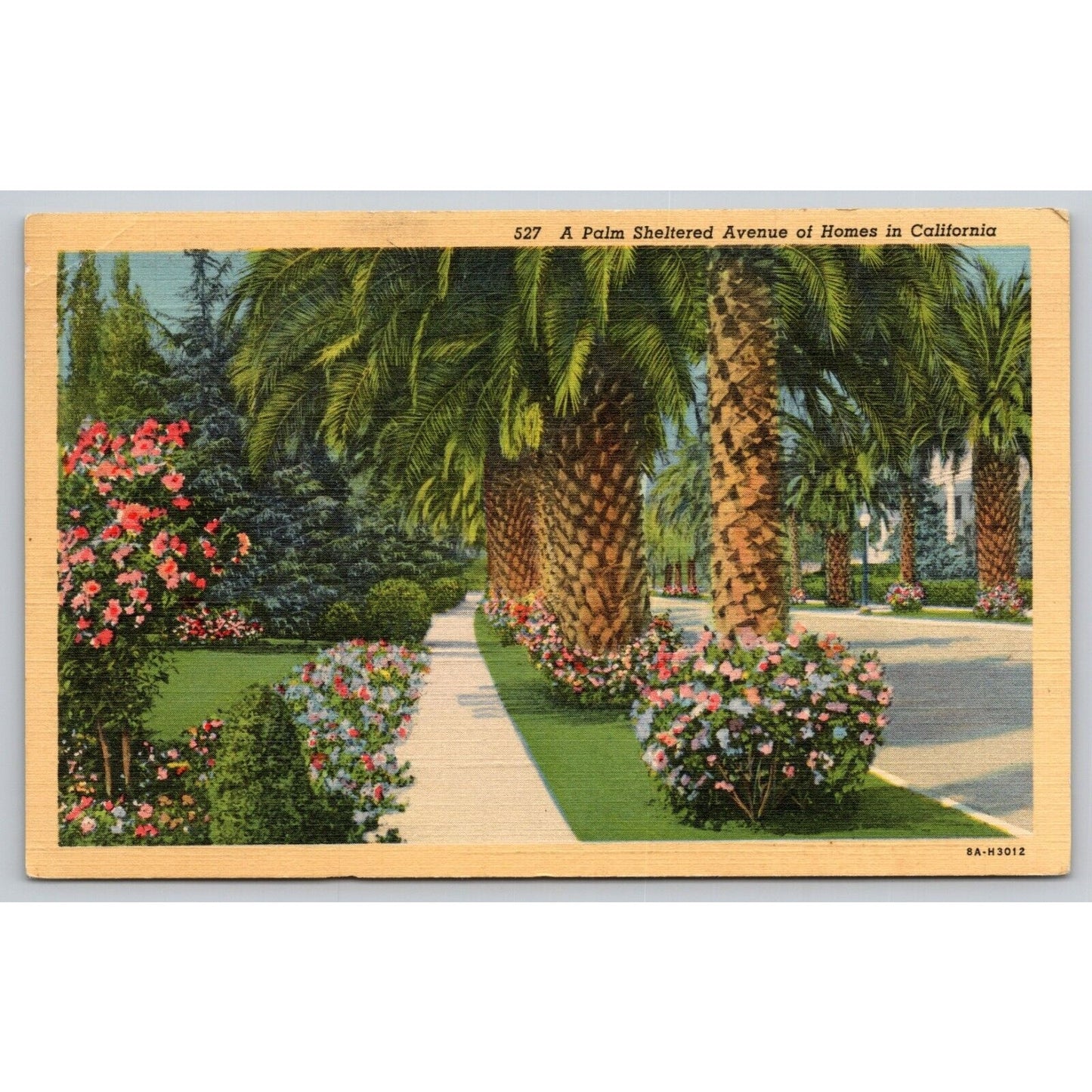 Postcard CA A Palm Sheltered Avenue Of Homes